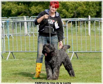 FAIRFAX © Elevage de bouviers des flandres du Clos de la Luette specialisé pour le bouvier des flandres Copyrigth depose